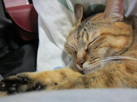 IMG04373.jpg
