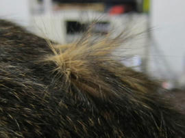 IMG04381.jpg