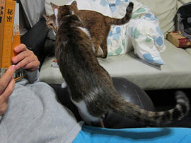 IMG04385.jpg