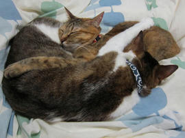 IMG04393.jpg