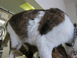 IMG04398.jpg