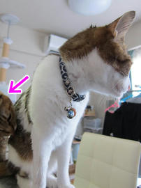 IMG04399.jpg