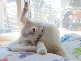 IMG04411.jpg