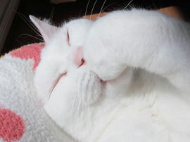 IMG04427.jpg