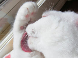 IMG04430.jpg