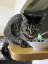 IMG04468.jpg