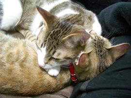 IMGP10523.jpg