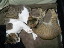IMGP10526.jpg