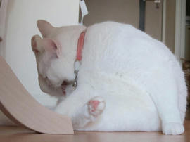 IMG04489.jpg
