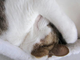 IMG04515.jpg