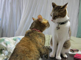 IMG04518.jpg