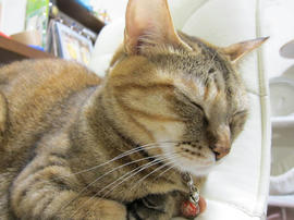 IMG04524.jpg