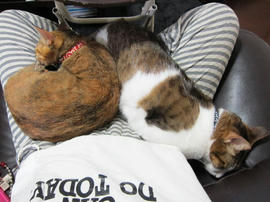 IMG04526.jpg