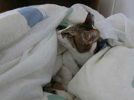 IMG04550.jpg