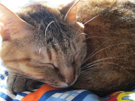 IMG04555.jpg