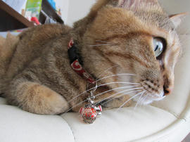 IMG04594.jpg