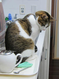 IMG04596.jpg