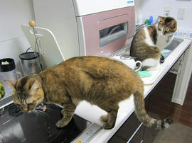 IMG04597.jpg