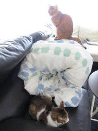 IMG04606.jpg