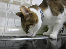 IMG04635.jpg