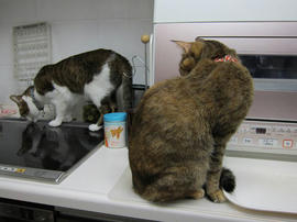 IMG04637.jpg
