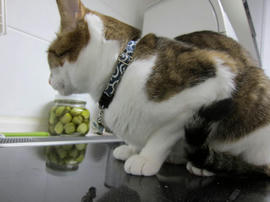 IMG04639.jpg