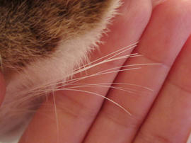 IMG01578.jpg