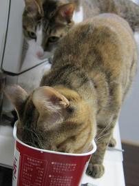 IMG04671.jpg
