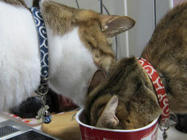 IMG04673.jpg