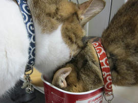 IMG04674.jpg