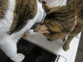 IMG04675.jpg