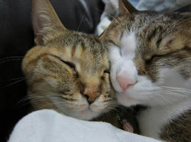 IMG04678.jpg