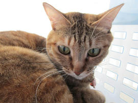 IMG04700.jpg