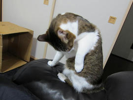 IMG04711.jpg