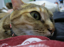 IMG04716.jpg