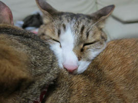 IMG04722.jpg