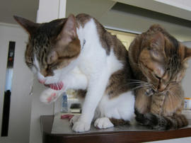 IMG04740.jpg