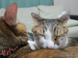 IMG04742.jpg