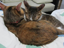 IMG04743.jpg