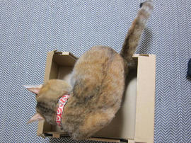 IMG04759.jpg