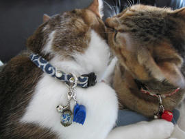 IMG04782.jpg