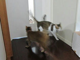 IMG04790.jpg