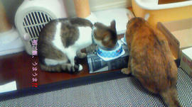 201204130806.jpg