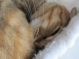 IMG04909.jpg