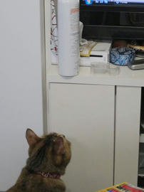 IMG04931.jpg