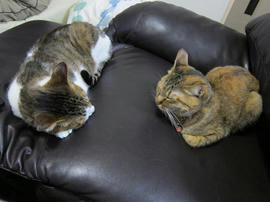 IMG04956.jpg