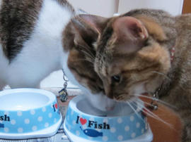 IMG04981.jpg