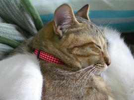 IMGP11041.jpg
