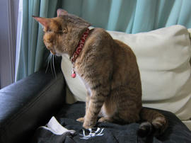 IMG05106.jpg