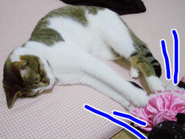 IMGP11216.jpg